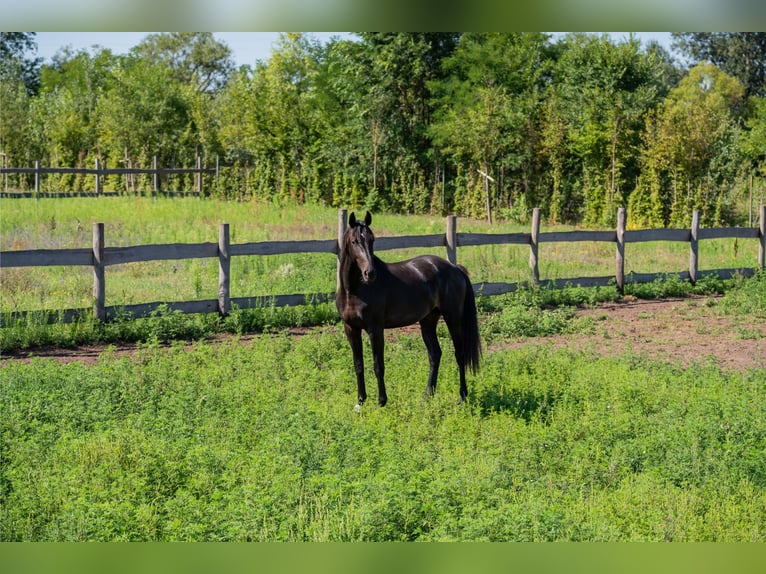 Oldenburg Stallion 2 years 15,2 hh in Debrecen