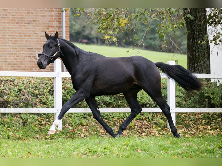 Oldenburg Stallion 2 years 16,1 hh Bay-Dark in Kaposvar