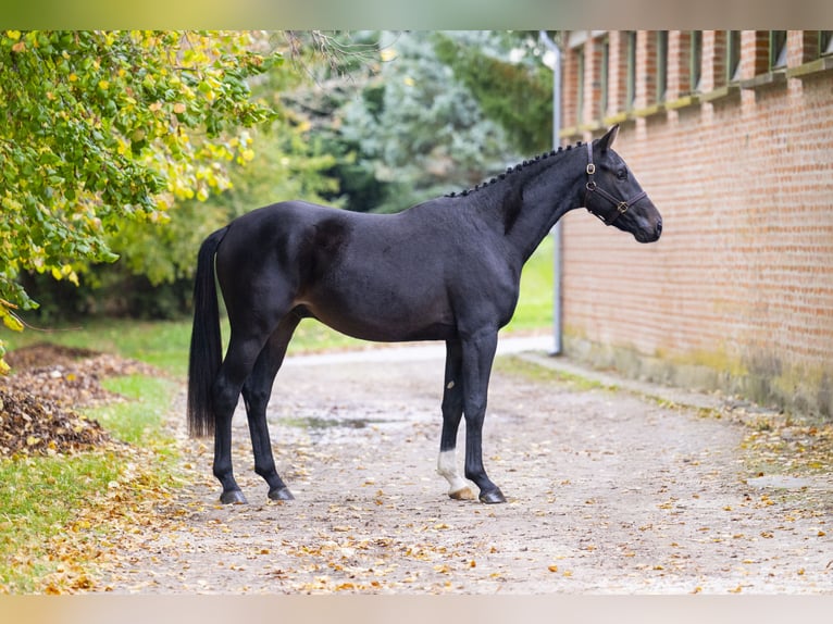 Oldenburg Stallion 2 years 16,1 hh Bay-Dark in Kaposvar