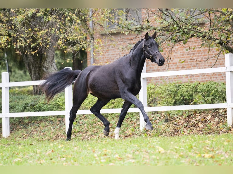 Oldenburg Stallion 2 years 16,1 hh Bay-Dark in Kaposvar