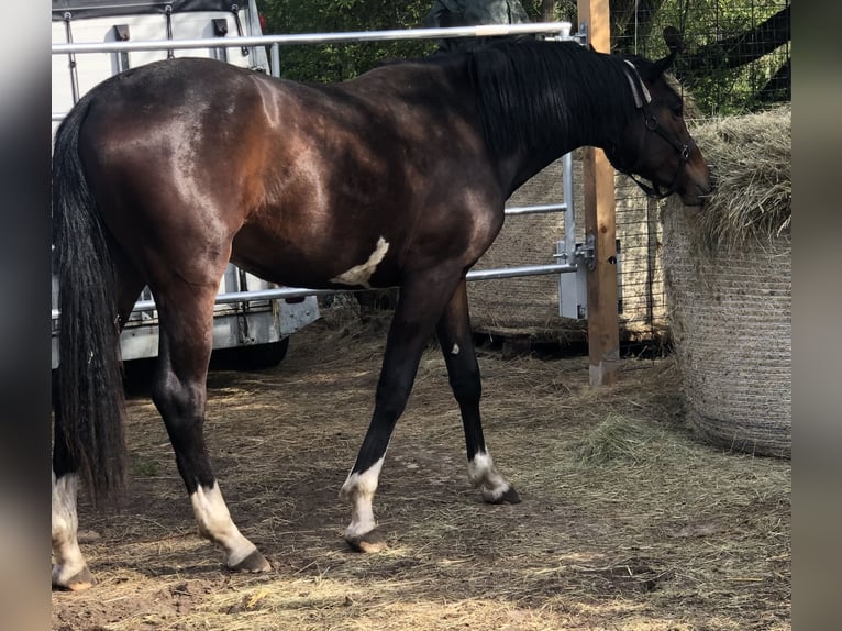 Oldenburg Stallion 2 years 16,1 hh Bay-Dark in Jatznick