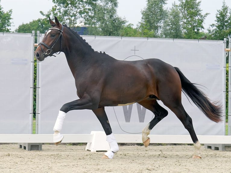 Oldenburg Stallion 2 years 16,1 hh Brown in Münster-Handorf