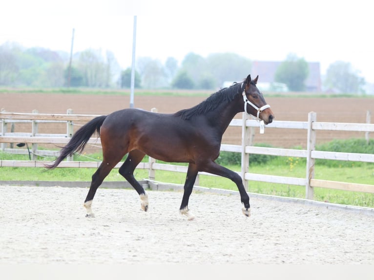 Oldenburg Stallion 2 years 16.1 hh Brown in Pepingen