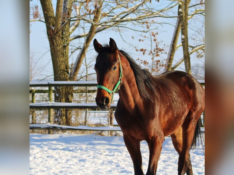 Oldenburg Stallion 2 years 16,1 hh Brown in Radeburg