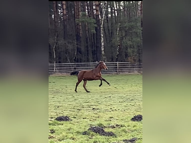 Oldenburg Stallion 2 years 16,1 hh Brown in Nienburg (Weser)