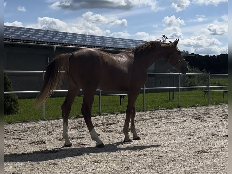 Oldenburg Stallion 2 years 16,1 hh Chestnut-Red in Belgern