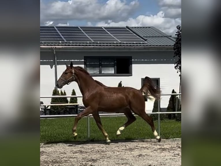 Oldenburg Stallion 2 years 16,1 hh Chestnut-Red in Belgern