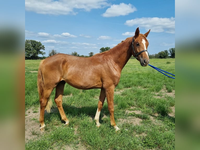 Oldenburg Stallion 2 years 16,1 hh Chestnut-Red in Graditz