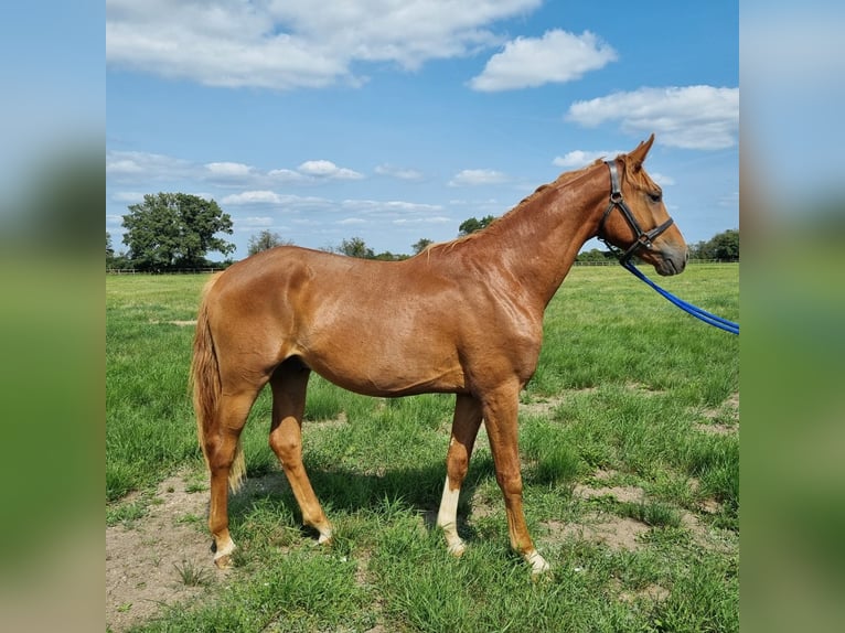 Oldenburg Stallion 2 years 16,1 hh Chestnut-Red in Graditz