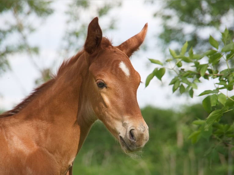 Oldenburg Stallion 2 years 16,1 hh Chestnut-Red in Löbau