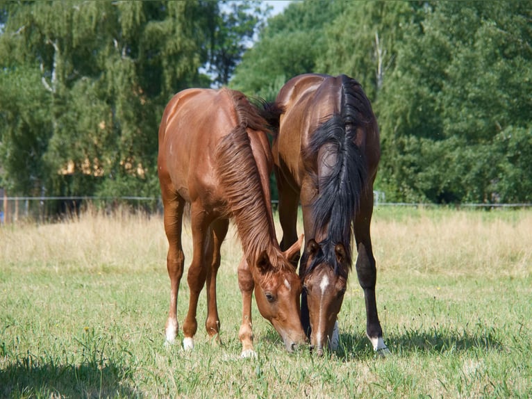 Oldenburg Stallion 2 years 16,1 hh Chestnut-Red in Löbau