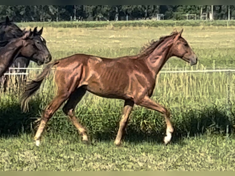 Oldenburg Stallion 2 years 16,1 hh Chestnut-Red in Löbau