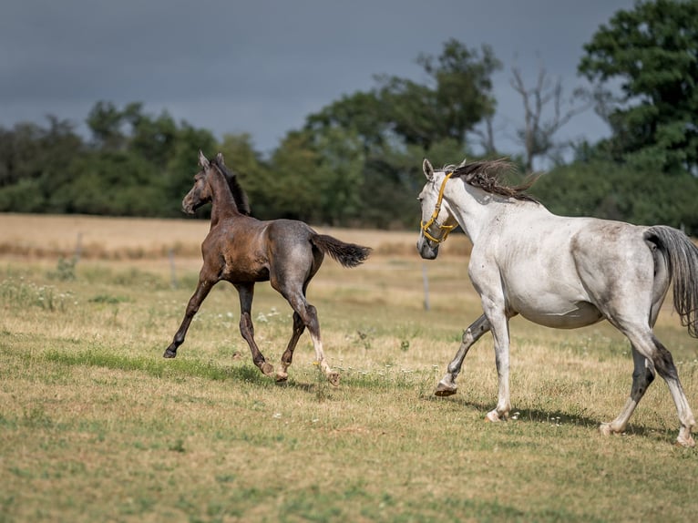 Oldenburg Stallion 2 years 16,1 hh Gray in Zduchovice