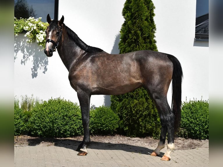 Oldenburg Stallion 2 years 16,1 hh Gray in Wysin