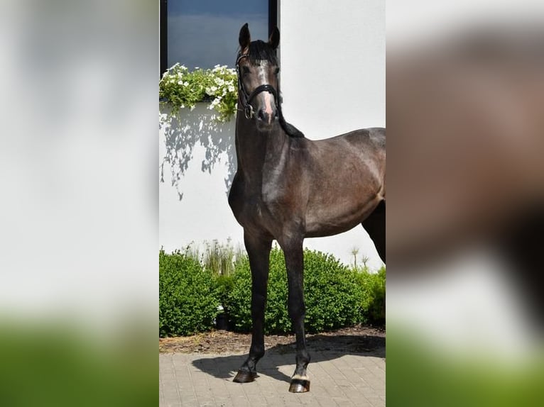 Oldenburg Stallion 2 years 16,1 hh Gray in Wysin