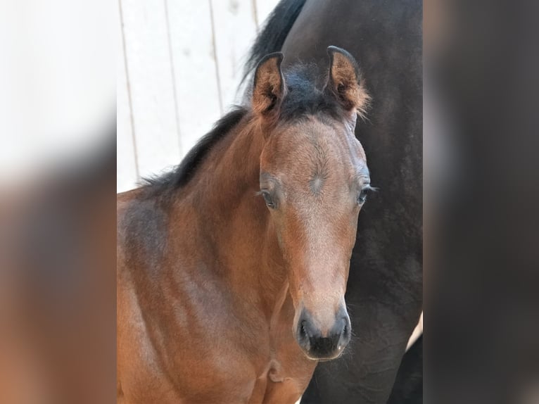 Oldenburg Stallion 2 years 16,2 hh Bay-Dark in Rehau