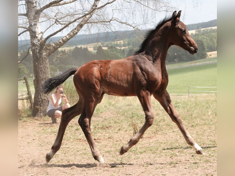 Oldenburg Stallion 2 years 16,2 hh Bay-Dark in Rehau