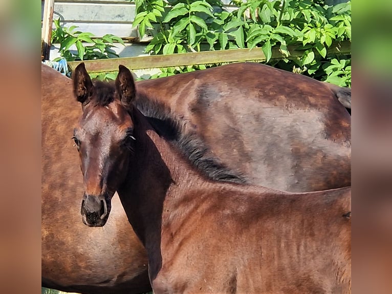 Oldenburg Stallion 2 years 16,2 hh Black in Ehrenburg