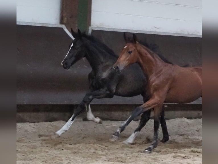 Oldenburg Stallion 2 years 16,2 hh Black in Bramsche