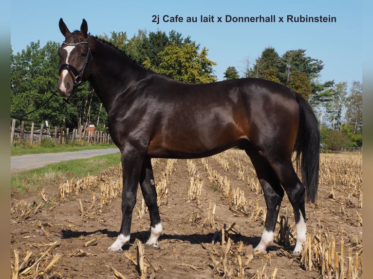 Oldenburg Stallion 2 years 16,2 hh Black in Bramsche