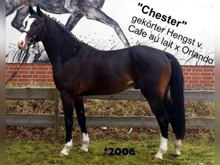 Oldenburg Stallion 2 years 16,2 hh Brown in Bramsche