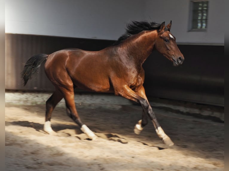 Oldenburg Stallion 2 years 16,2 hh Brown in Bramsche