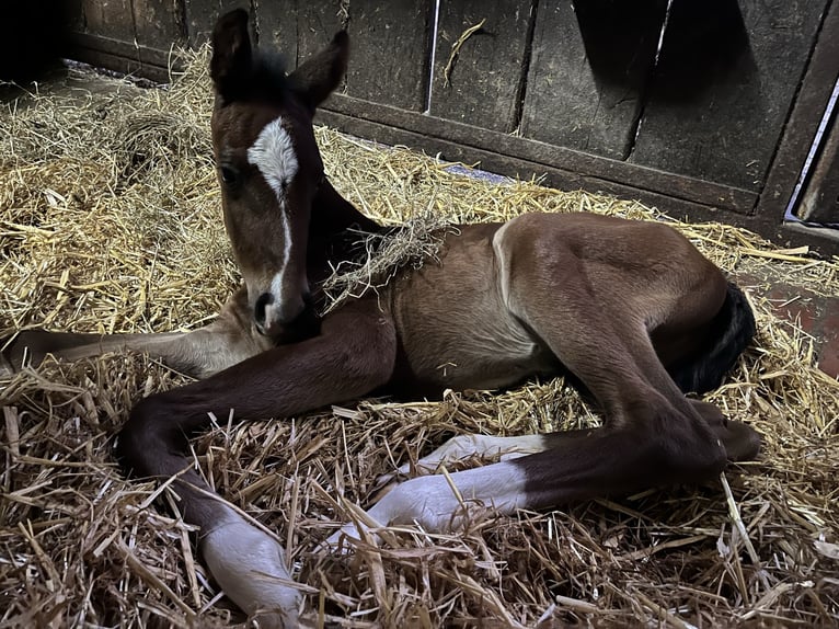 Oldenburg Stallion 2 years 16,2 hh Brown in Cloppenburg