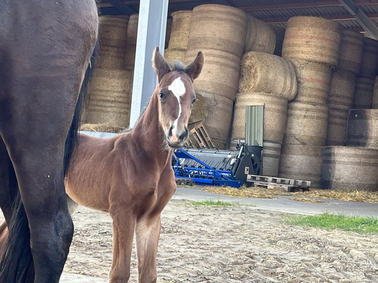 Oldenburg Stallion 2 years 16,2 hh Brown in Cloppenburg