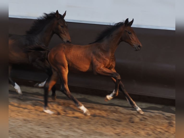 Oldenburg Stallion 2 years 16,2 hh Brown in Bramsche