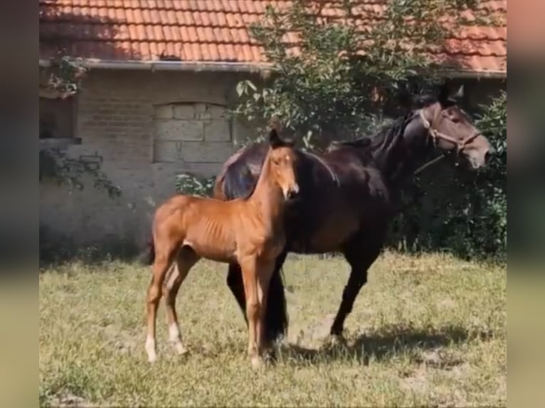 Oldenburg Stallion 2 years 16,2 hh Brown in Ehrenburg