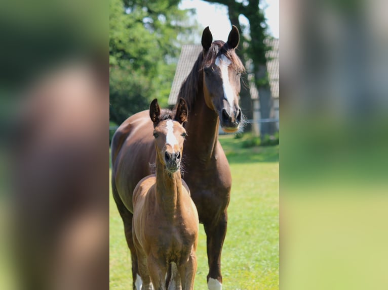 Oldenburg Stallion 2 years 16,2 hh Brown in Löningen