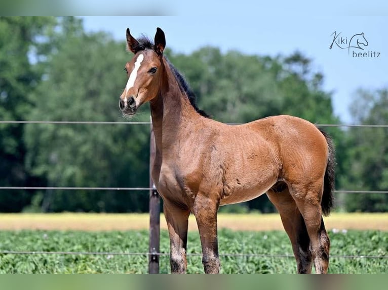 Oldenburg Stallion 2 years 16,2 hh Brown in Löningen