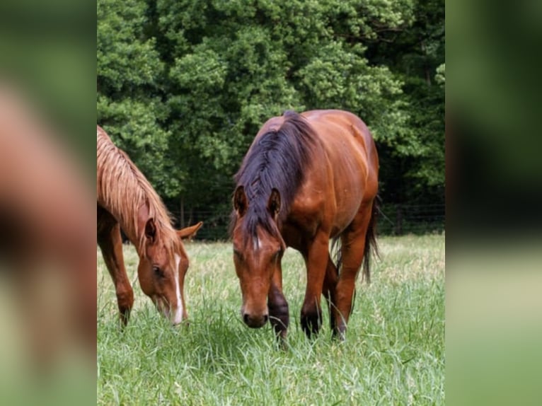 Oldenburg Stallion 2 years 16,2 hh Brown in Nienburg (Weser)