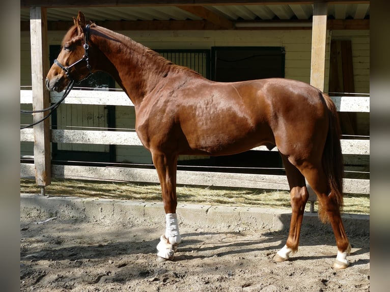 Oldenburg Stallion 2 years 16,2 hh Chestnut in Greifenstein
