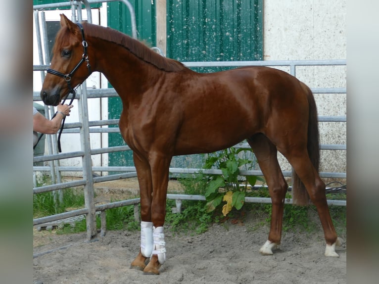 Oldenburg Stallion 2 years 16,2 hh Chestnut in Greifenstein