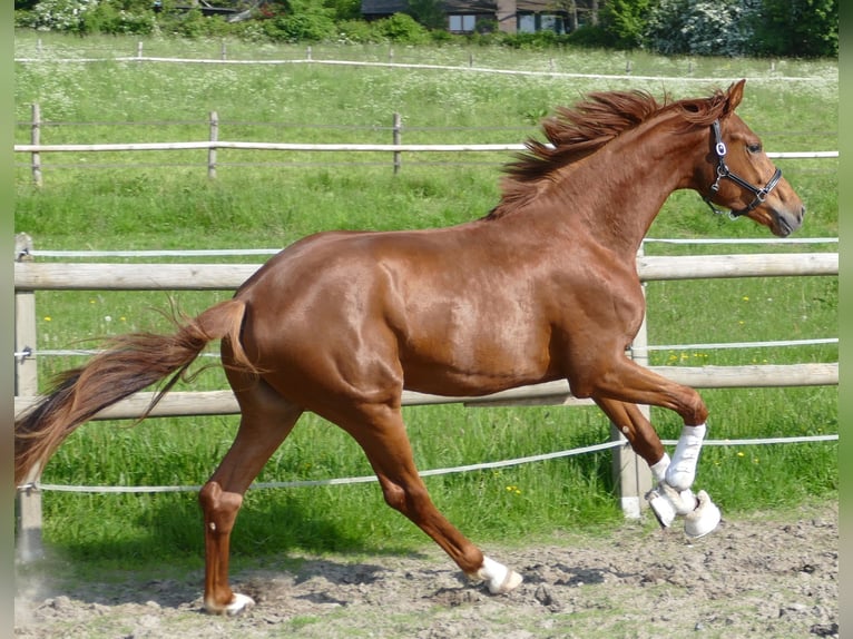 Oldenburg Stallion 2 years 16,2 hh Chestnut in Greifenstein
