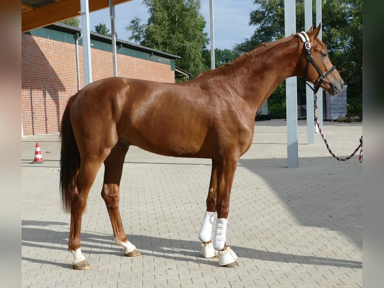 Oldenburg Stallion 2 years 16,2 hh Chestnut in Greifenstein