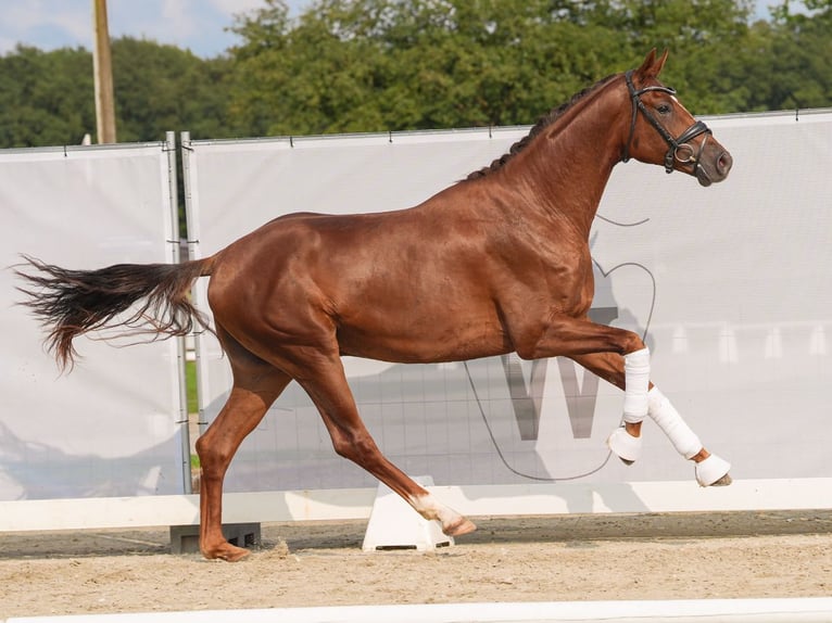 Oldenburg Stallion 2 years 16,2 hh Chestnut in Münster