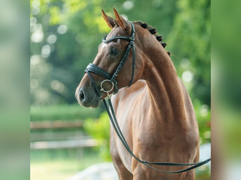 Oldenburg Stallion 2 years 16,2 hh Chestnut in Münster