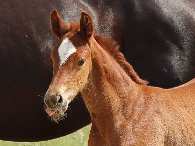 Oldenburg Stallion 2 years 16.2 hh Chestnut-Red in Groß Roge