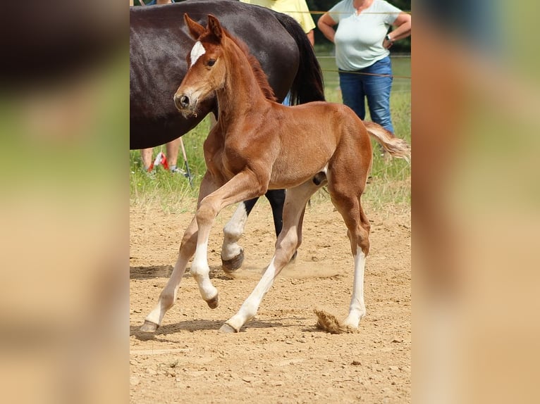 Oldenburg Stallion 2 years 16.2 hh Chestnut-Red in Groß Roge