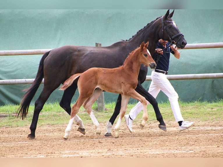 Oldenburg Stallion 2 years 16.2 hh Chestnut-Red in Groß Roge