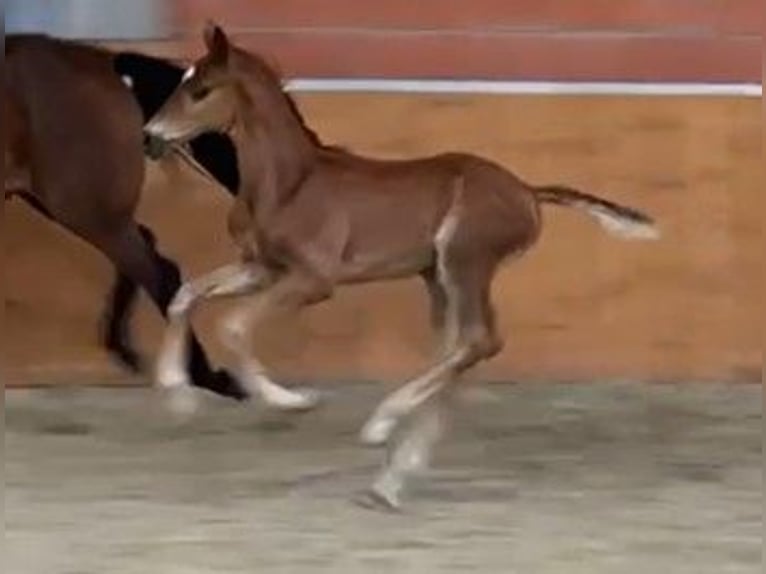 Oldenburg Stallion 2 years 16.2 hh Chestnut-Red in Molbergen