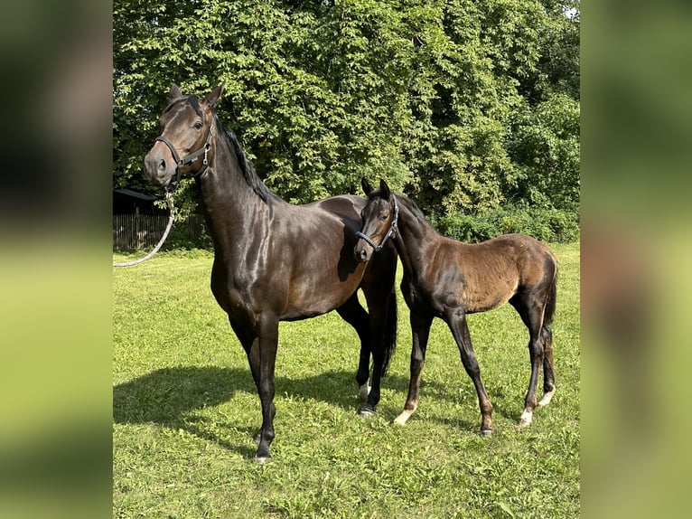 Oldenburg Stallion 2 years 16,2 hh Smoky-Black in Oberkrämer