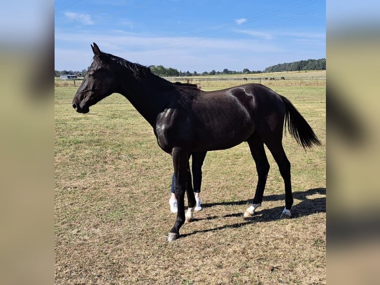 Oldenburg Stallion 2 years 16,2 hh Smoky-Black in Oberkrämer