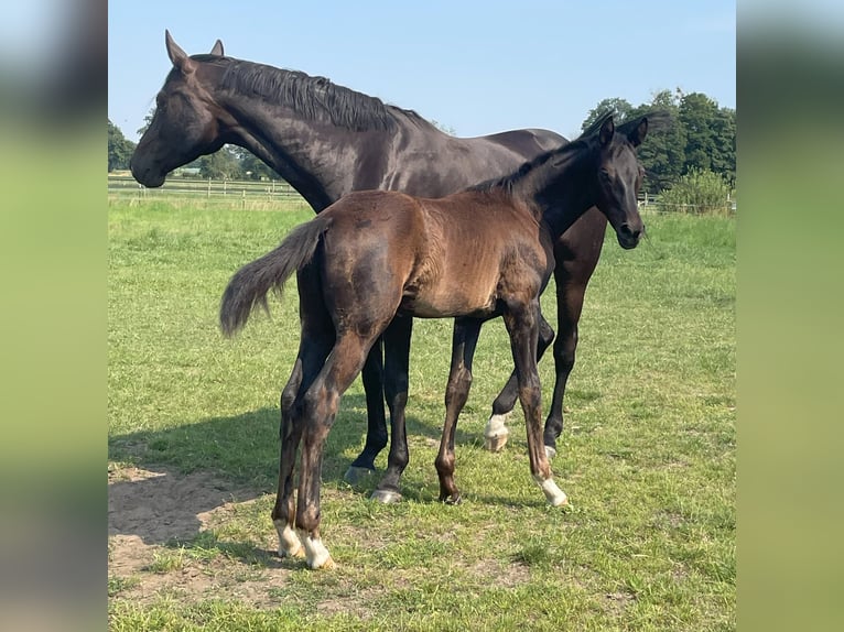 Oldenburg Stallion 2 years 16,2 hh Smoky-Black in Oberkrämer