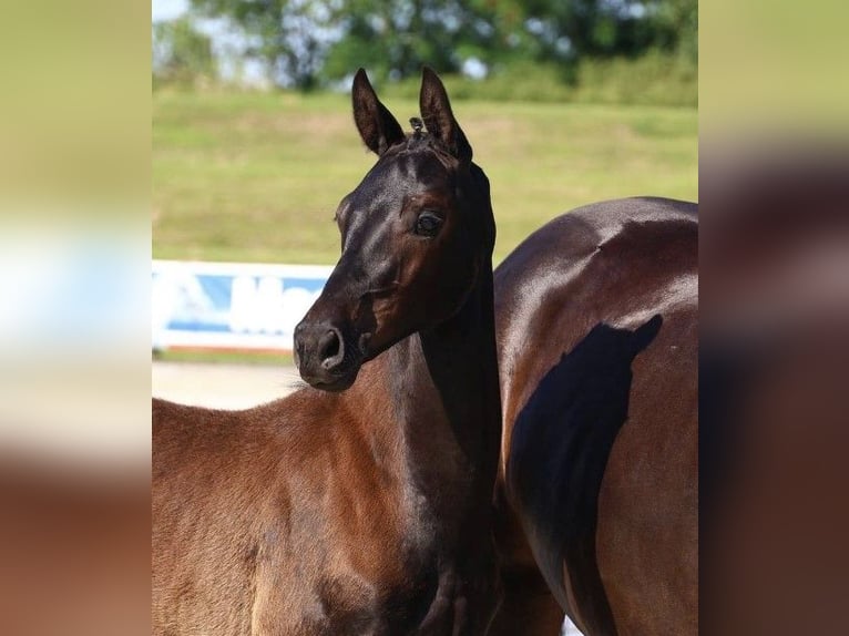 Oldenburg Stallion 2 years 16,2 hh Smoky-Black in Oberkrämer