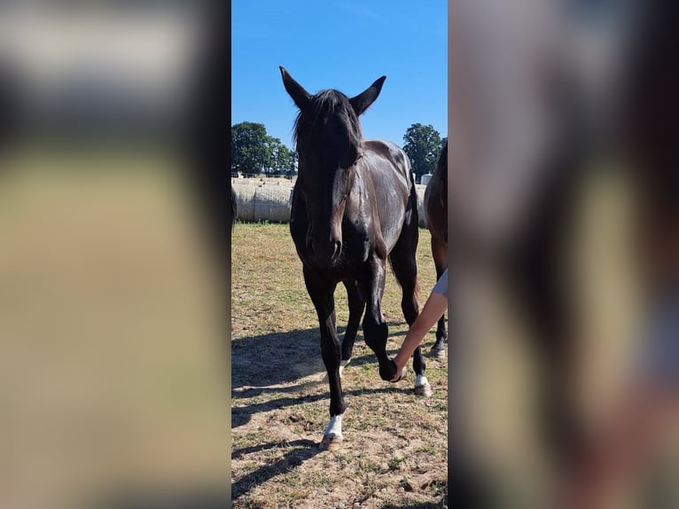 Oldenburg Stallion 2 years 16,2 hh Smoky-Black in Oberkrämer