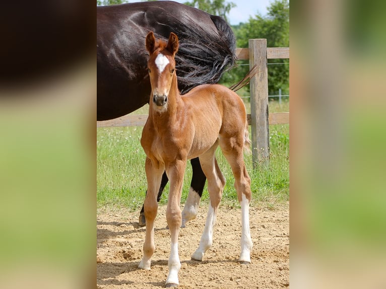 Oldenburg Stallion 2 years 16.3 hh Chestnut-Red in Groß Roge