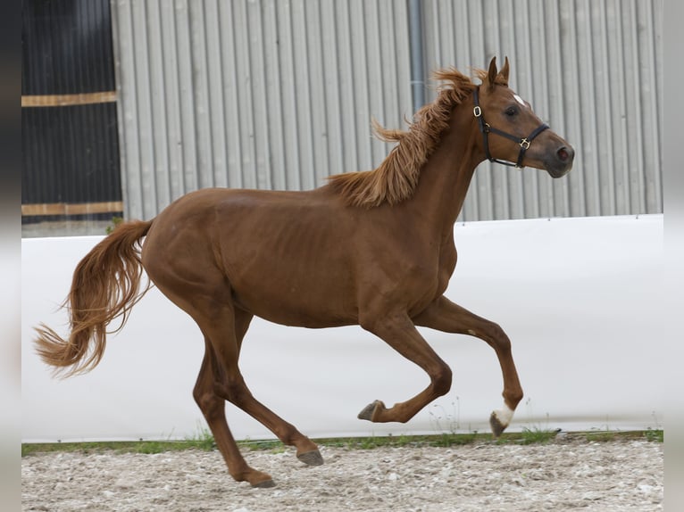 Oldenburg Stallion 2 years 16,3 hh Chestnut-Red in Belgern